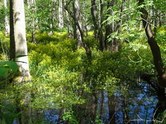 Rorippa amphibia