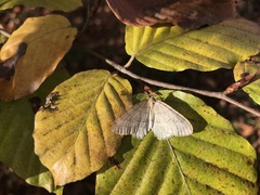 Operophtera fagata