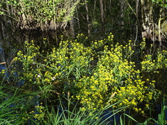 Rorippa amphibia