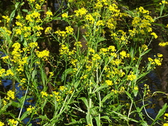 Rorippa amphibia
