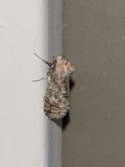 Macrocyttara expressa