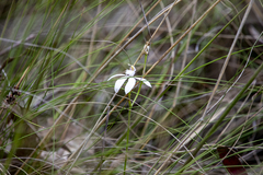 Caladenia catenata