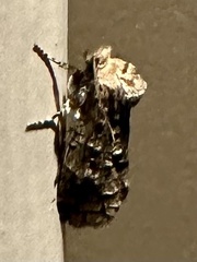 Macrocyttara expressa