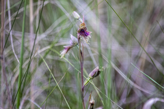 Calochilus robertsonii