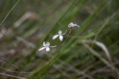 Caladenia moschata