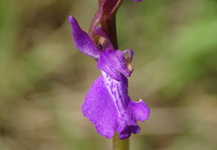 Anacamptis palustris