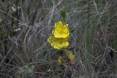 Hibbertia obtusifolia