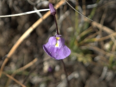 Utricularia livida