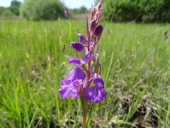 Anacamptis palustris