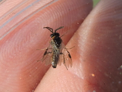 Schizocerella pilicornis