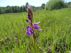 Anacamptis palustris