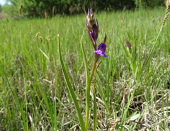 Anacamptis palustris