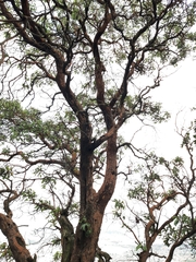 Arbutus