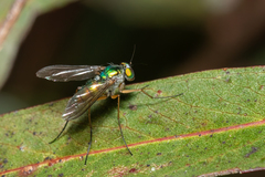 Heteropsilopus cingulipes