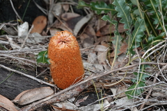 Banksia gardneri