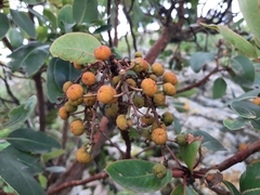 Arbutus