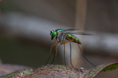 Heteropsilopus cingulipes