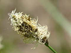 Carex diandra