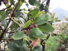 Arbutus