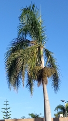 Roystonea borinquena