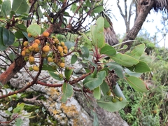 Arbutus