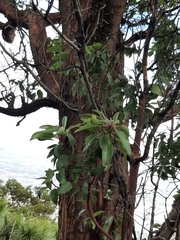 Arbutus