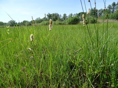 Carex diandra