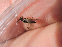 Schizocerella pilicornis
