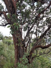 Arbutus