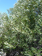 Olea europaea cuspidata