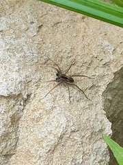 Pardosa pseudoannulata