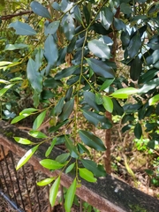 Diospyros australis