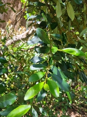 Diospyros australis