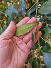 Diospyros australis