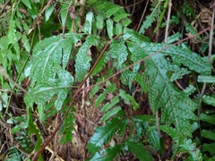 Tectaria phaeocaulis