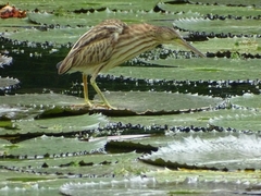 Ixobrychus sinensis
