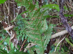 Tectaria phaeocaulis