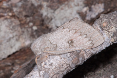 Syssphinx heiligbrodti