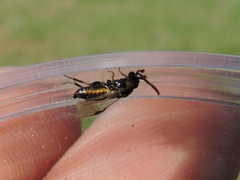 Schizocerella pilicornis