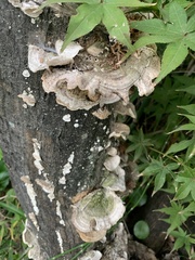 Trametes versicolor