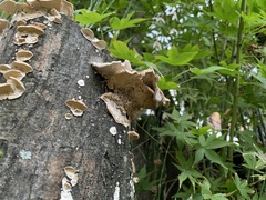 Trametes versicolor