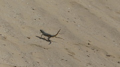 Microlophus peruvianus