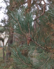 Pinus sylvestris