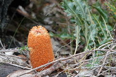 Banksia gardneri