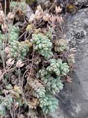 Sedum dasyphyllum