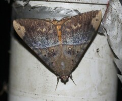 Oxyodes tricolor