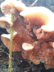 Merulius tremellosus