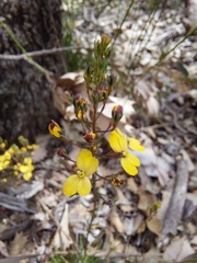 Stylidium diuroides