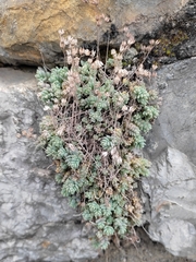 Sedum dasyphyllum