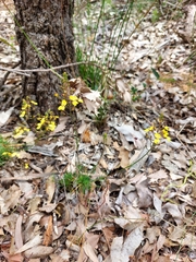 Stylidium diuroides